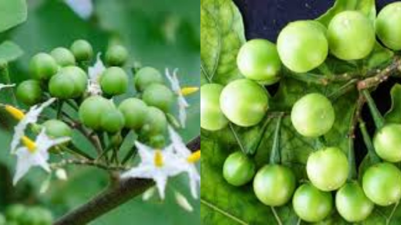 Yuk Ketahui! Inilah 8 Manfaat Terong Pipit Untuk Kesehatan Tubuh