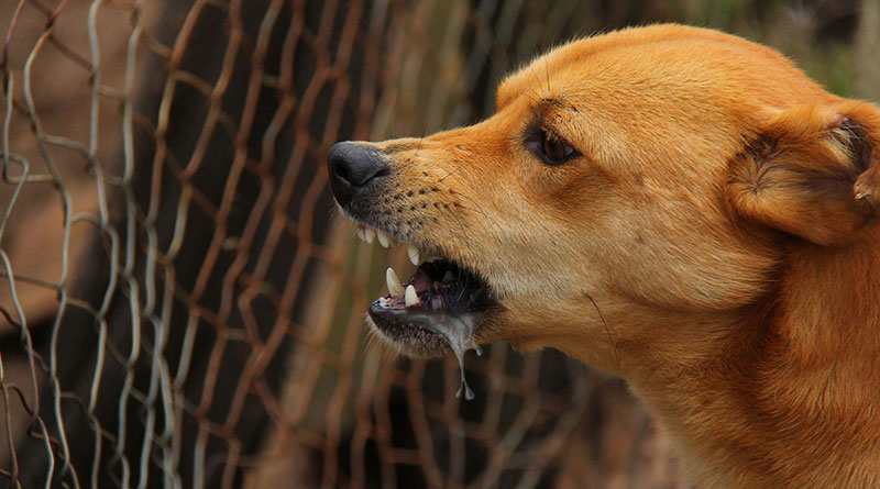 Waspadai Serangan Anjing Gila