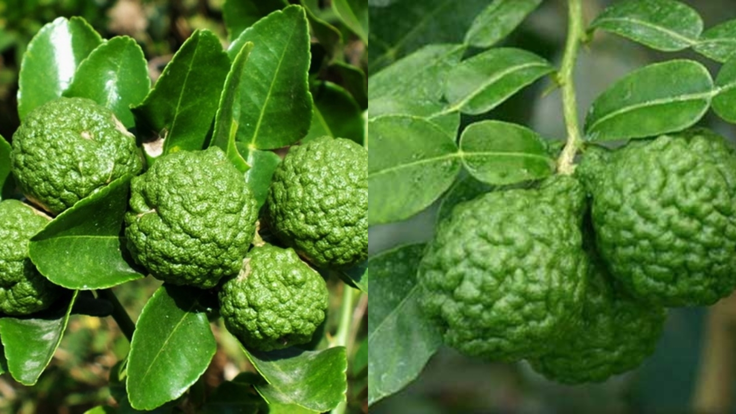 Meredakan Stres Dan Kecemasan Kamu Harus Tau Teryata Ini Manfaat Dari Jeruk Purut Untuk Kesehatan! 