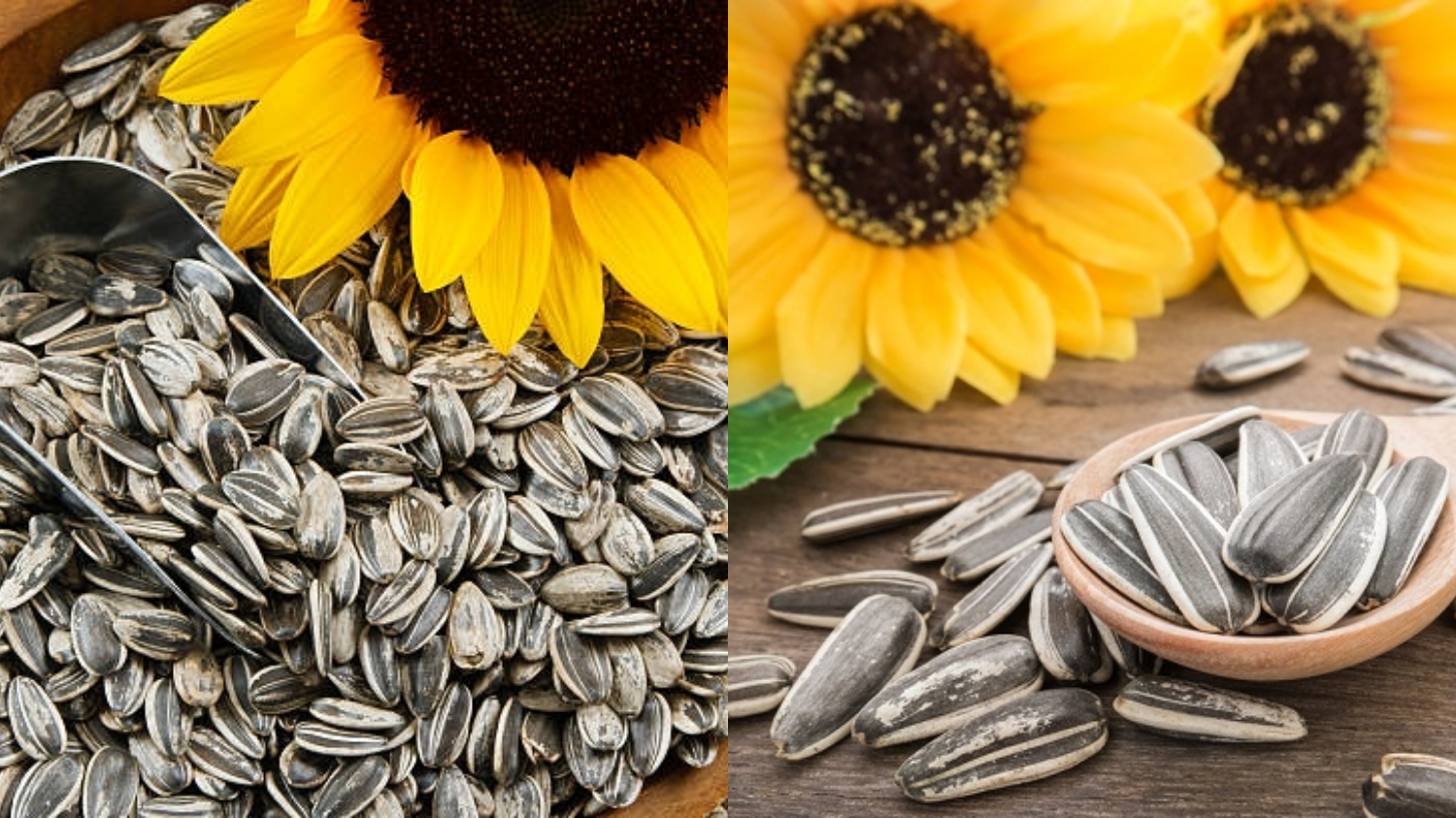 Yuk Intip Ragam Manfaat Biji Bunga Matahari Untuk Kesehatan Yang Luar Biasa! 