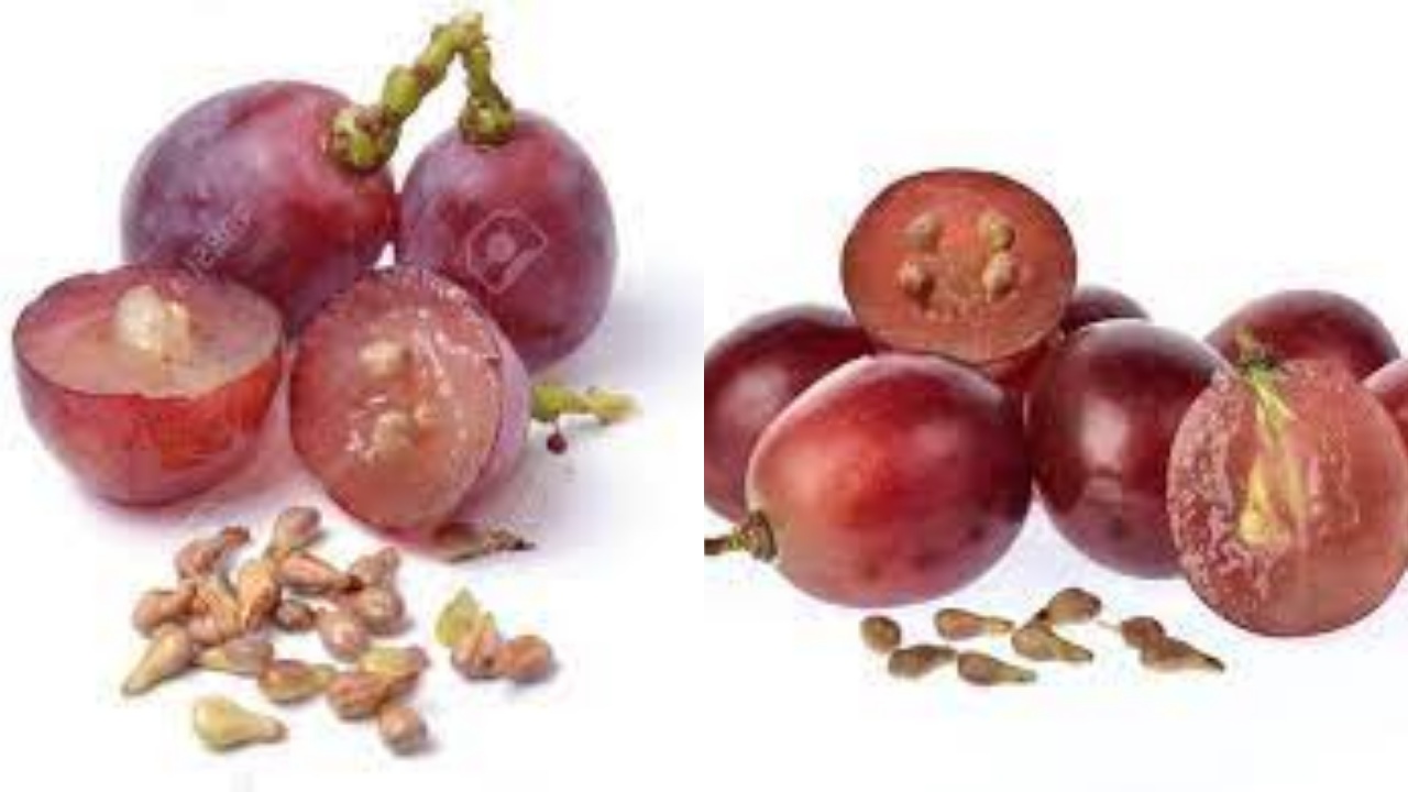 Yuk Intip! Inilah 6 Manfaat Biji Anggur Untuk Kesehatan Yang Luar Biasa