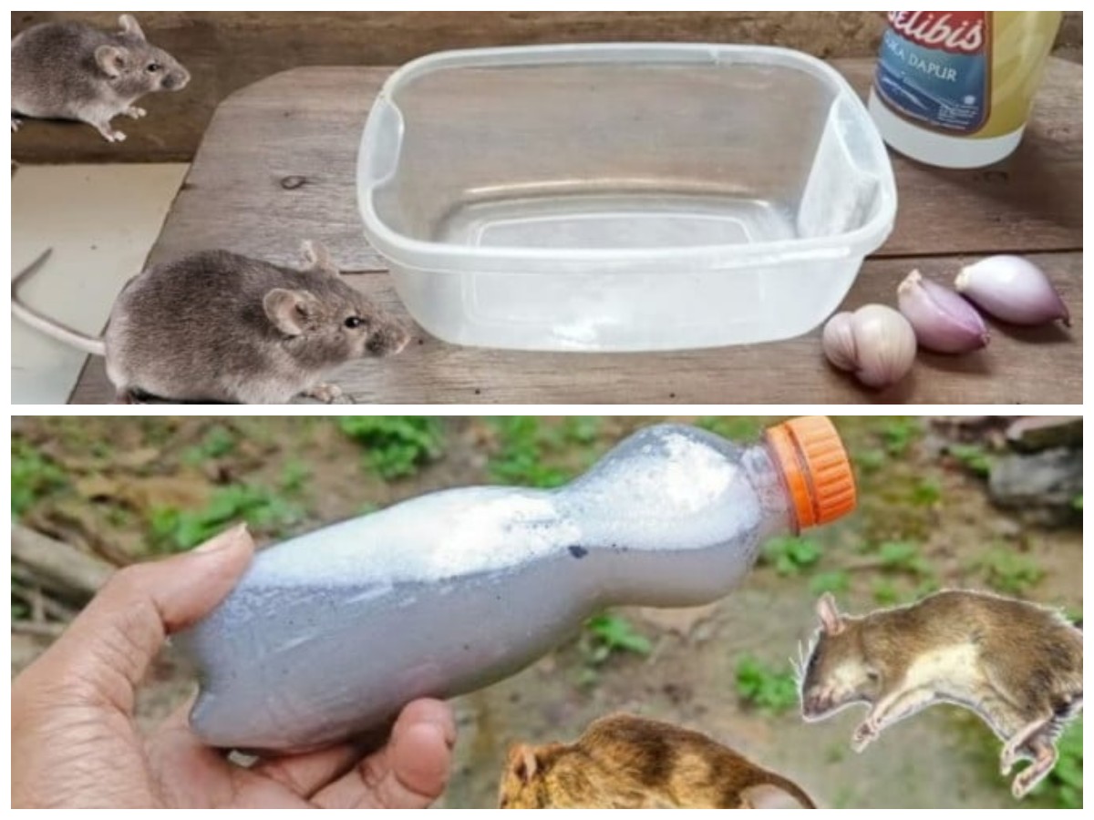 Usir Tikus Secara Alami, Praktis Tanpa Bahan Kimia Berbahaya!