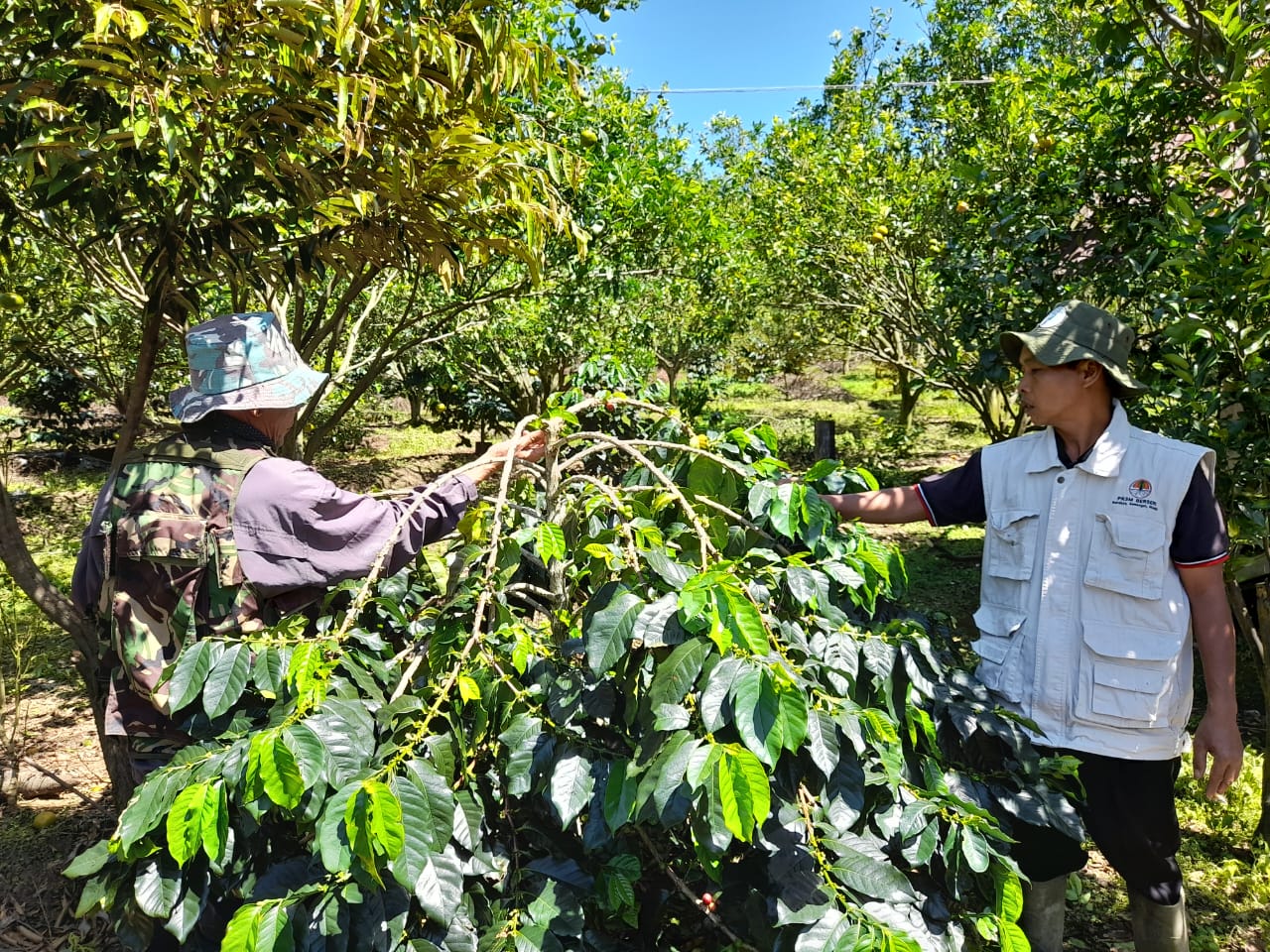 Meningkatkan Ekonomi Maysarakat Melalui Peningkatan Kualitas Hasil Pertanian, Ini Upaya Kecamatan Dempo Utara