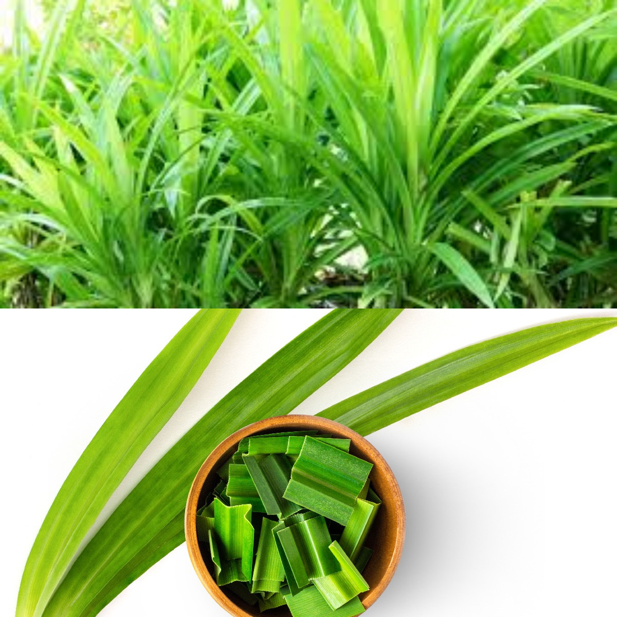 Jangan Buang 7 Manfaat Daun Pandan untuk Kesehatan Ini!  