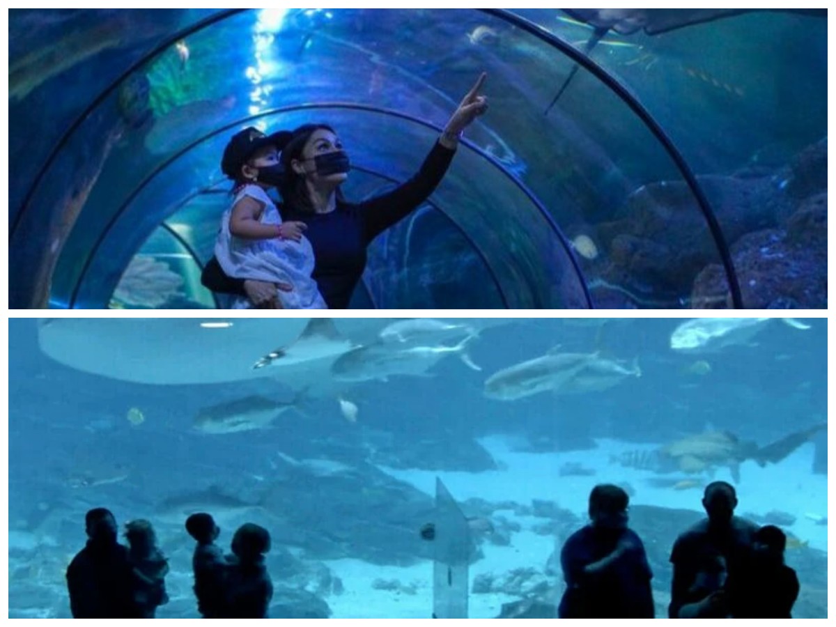  Jelajahi 5 Tempat Wisata Aquarium Terbesar dan Terpopuler di Indonesia