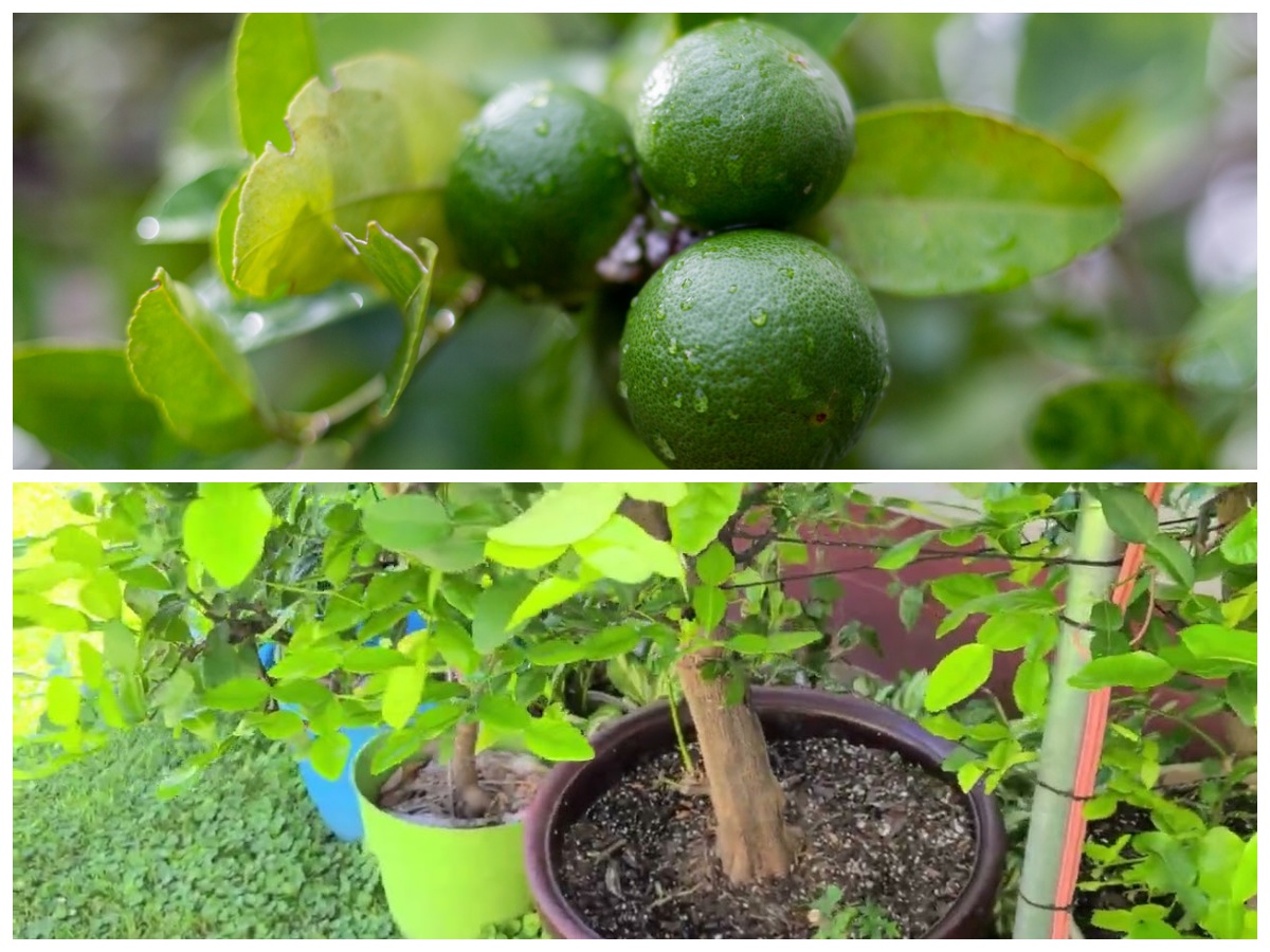 Panduan Lengkap Merawat Jeruk Purut di Rumah agar Daun Lebat dan Seha
