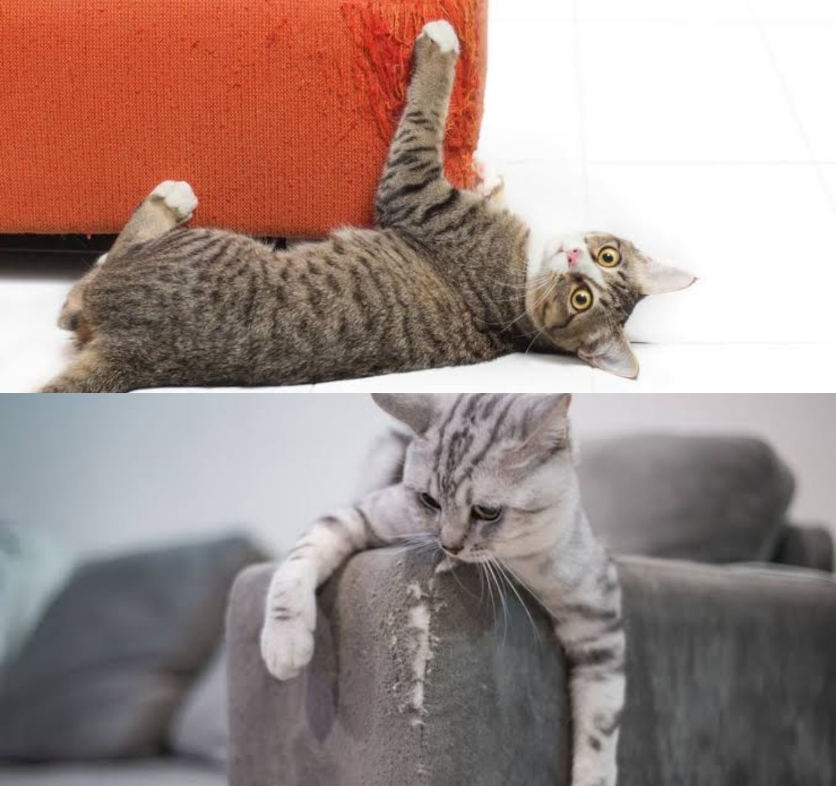 Kucing Suka Mencakar Furnitur? Coba 4 Cara Praktis Ini