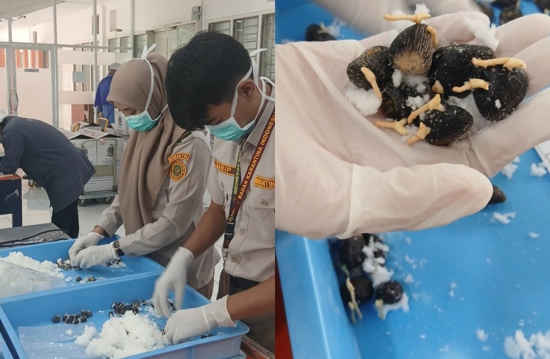 Karantina Sumsel Sertifikasi 95.400 Benih Kelapa Sawit Ekspor ke Peru