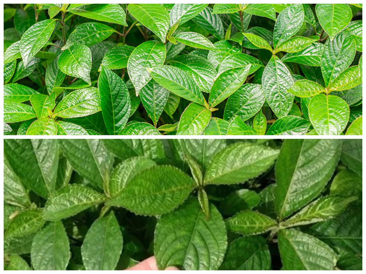 Manfaat Daun Keji Beling untuk Kesehatan dan Tips Konsumsi yang Aman