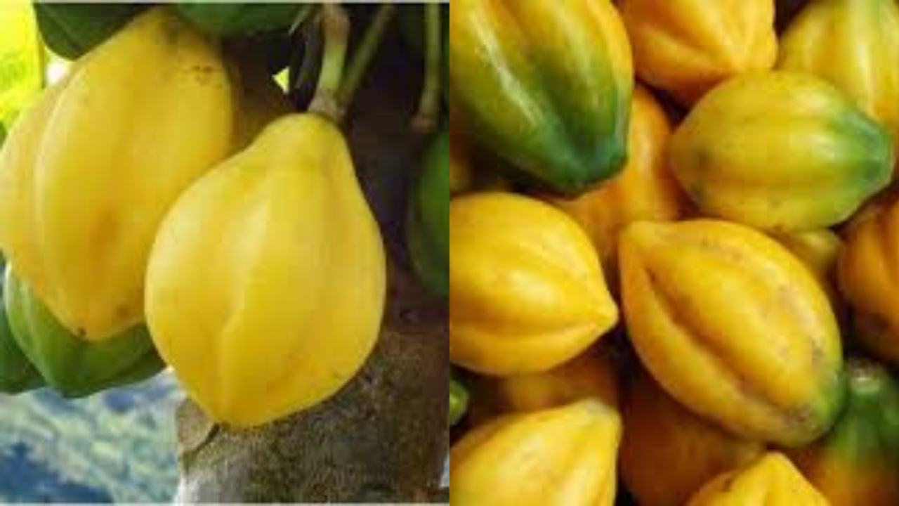 Intip Disini Sekarang Juga! Manfaat Buah Carica Untuk Kesehatan Yang Luar Biasa