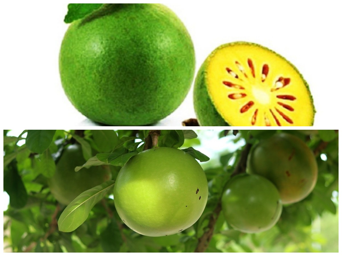 Kaya Khasiat! Ini 7 Manfaat Buah Maja yang Baik untuk Kesehatan Tubuh