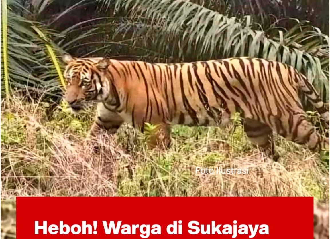 Harimau Berkeliaran di Kebun Warga, Pertanda Habitatnya Terganggukah