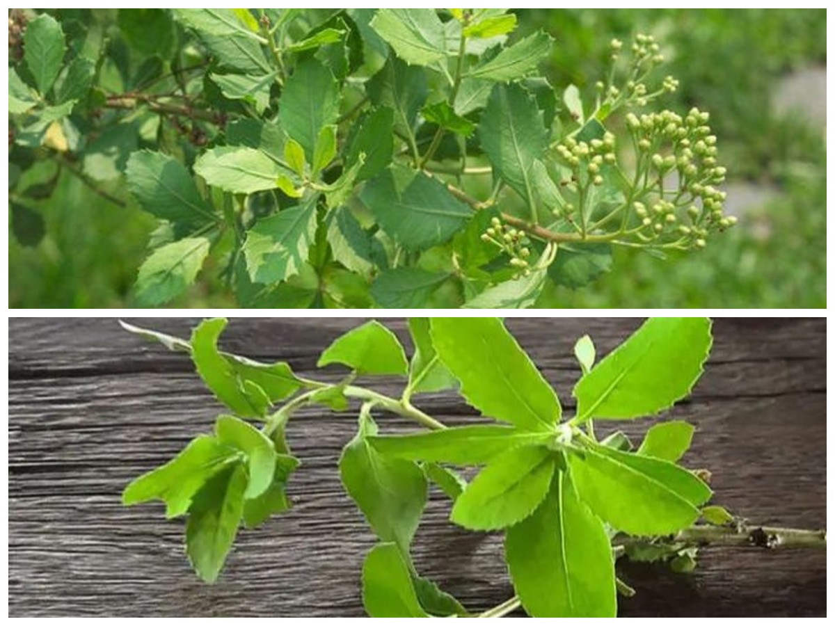Rahasia Sehat dari Alam: Manfaat Daun Beluntas untuk Tubuh yang Jarang Diketahui