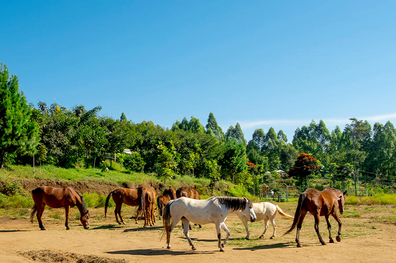 Bikin Liburanmu Lebih Berkesan, Melihat Wisata Peternakan Kuda Megaster Batu Malang