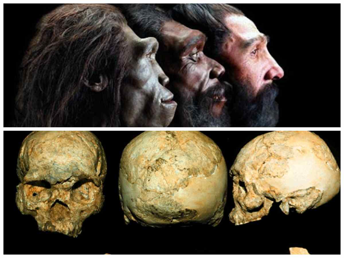 Mengungkap Warisan Homo Sapiens Wajakensis: Jejak Purba Nusantara yang Mendunia