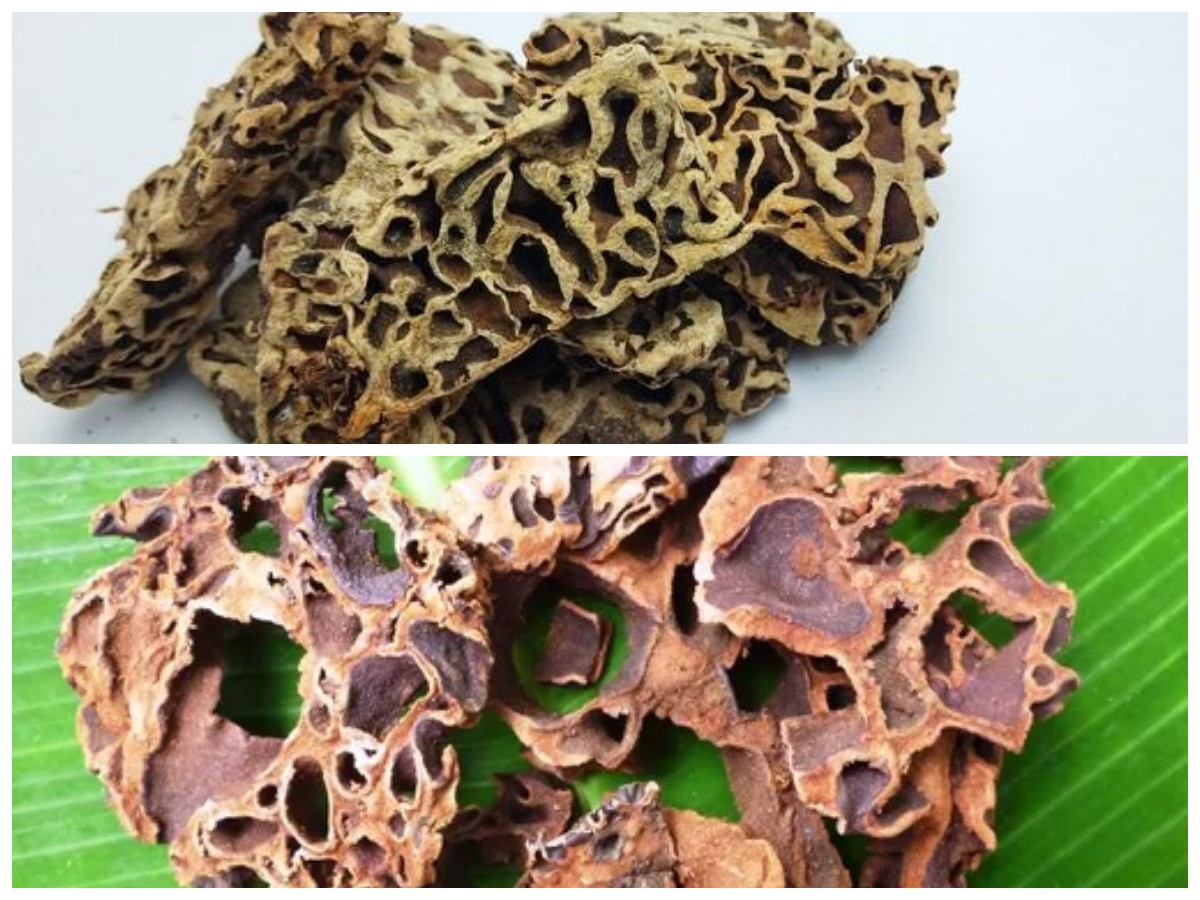 Manfaat Sarang Semut bagi Kesehatan: Herbal Alami dengan Segudang Khasiat untuk Tubuh!