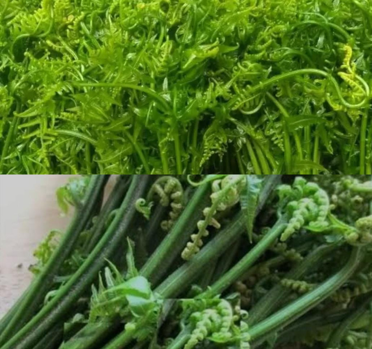 Wajib Tahu! 7 Manfaat Sayur Pakis untuk Ibu Hamil!