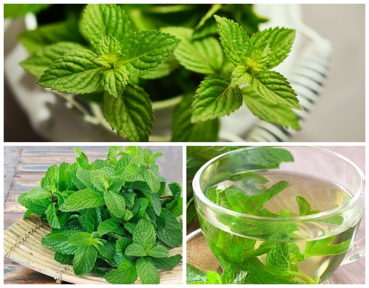 Daun Mint, Bukan Sekadar Penyegar Napas tapi Juga Obat Alami Pencernaan!