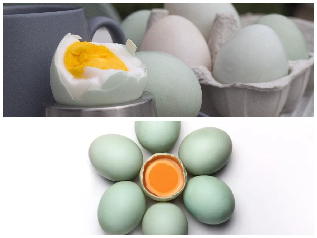 Kandungan Gizi dan Manfaat Kuning Telur Bebek untuk Tubuh Lebih Bugar