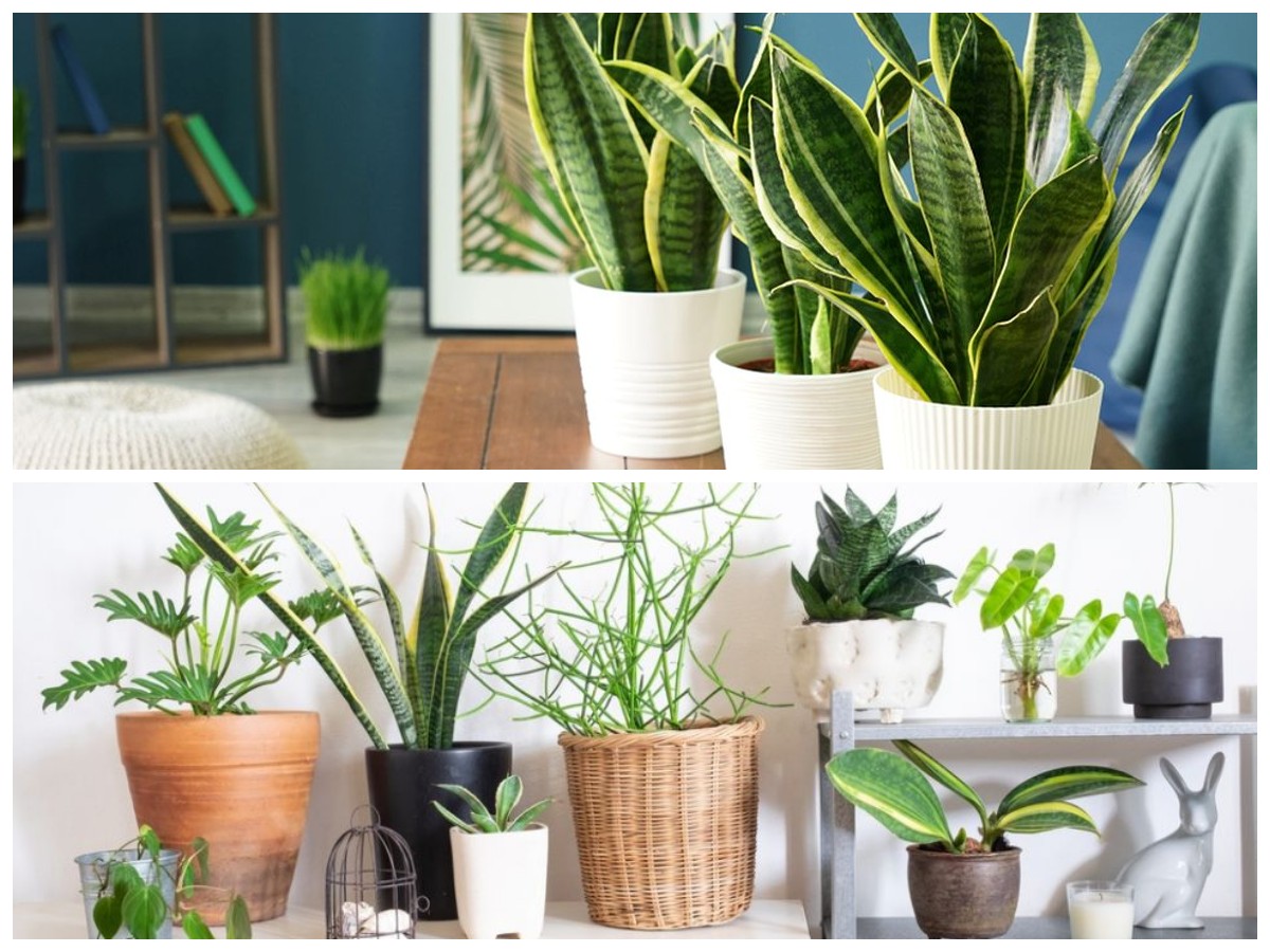 Mudah Dirawat! Tak Butuh Paparan Sinar Matahari. Tanaman Hias Ini Bisa Ditanam di Dalam Rumah