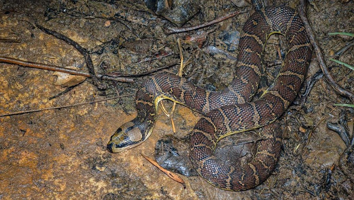 Pemalu tapi Mematikan? Inilah Fakta Mengerikan Ular Kadut!