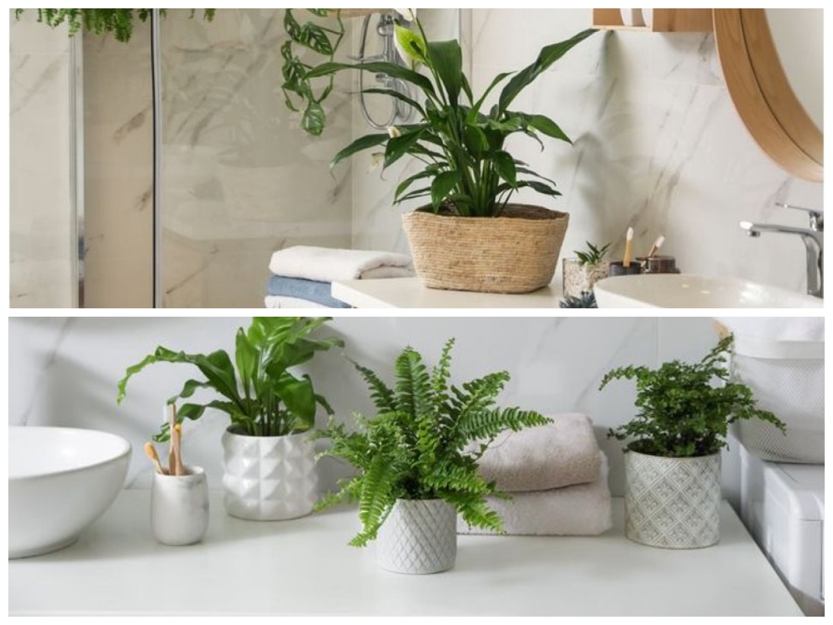 Segarkan Kamar Mandi: 6 Tanaman Hias Mudah Tumbuh dan Perawatannya Simpel