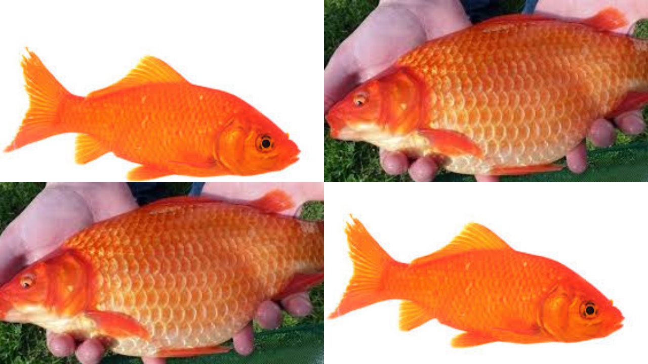 Beragam Manfaat Ikan Mas Untuk Kesehatan Tubuh Yang Jarang Diketahui!