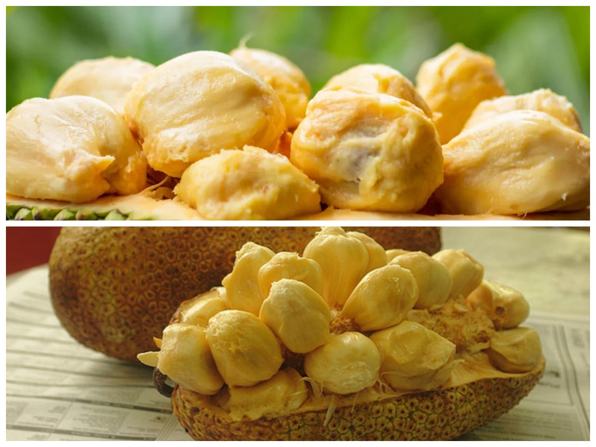 Manfaat Cempedak untuk Kesehatan: Kaya Nutrisi dan Antioksidan!