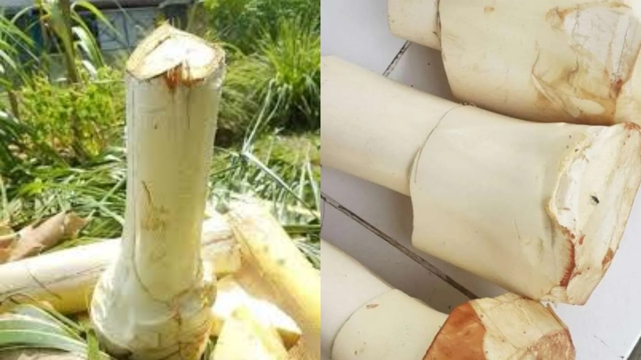 Jarang Diketahui Inilah Manfaat Umbut Kelapa Untuk Kesehatan Tubuh!