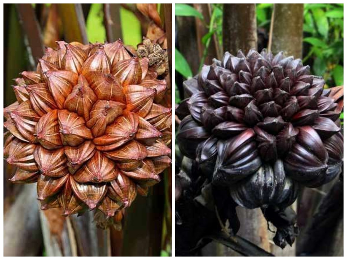 Buah Nipah: Inilah Manfaatnya bagi Kesehatan Tubuh dan Pentingnya Pelestariannya!