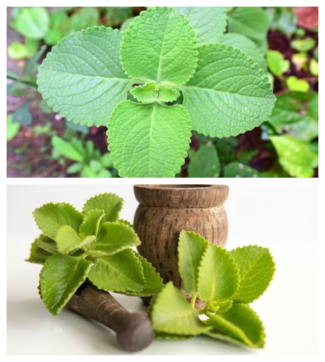 Kenali 7 Manfaat Daun Bangun-Bangun, Tanaman Herbal dengan Segudang Khasiat