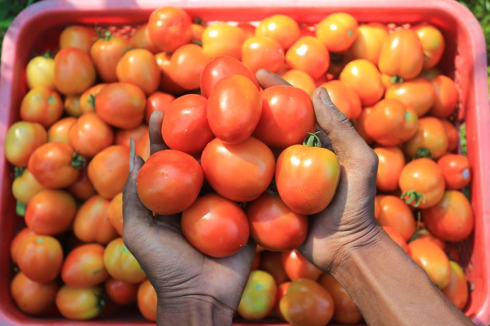 Catat! Inilah 5 Manfaat Serta Kandungan yang Ada Pada Buah Tomat 