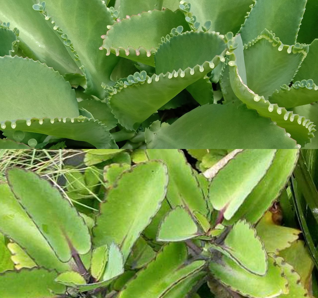 5  Kegunaan Daun Cocor Bebek bagi Kesehatan dan Metode Penggunaannya!