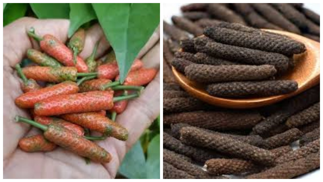 11 Manfaat Cabe Jawa: Dari Meningkatkan Vitalitas Pria hingga Membantu Diet !