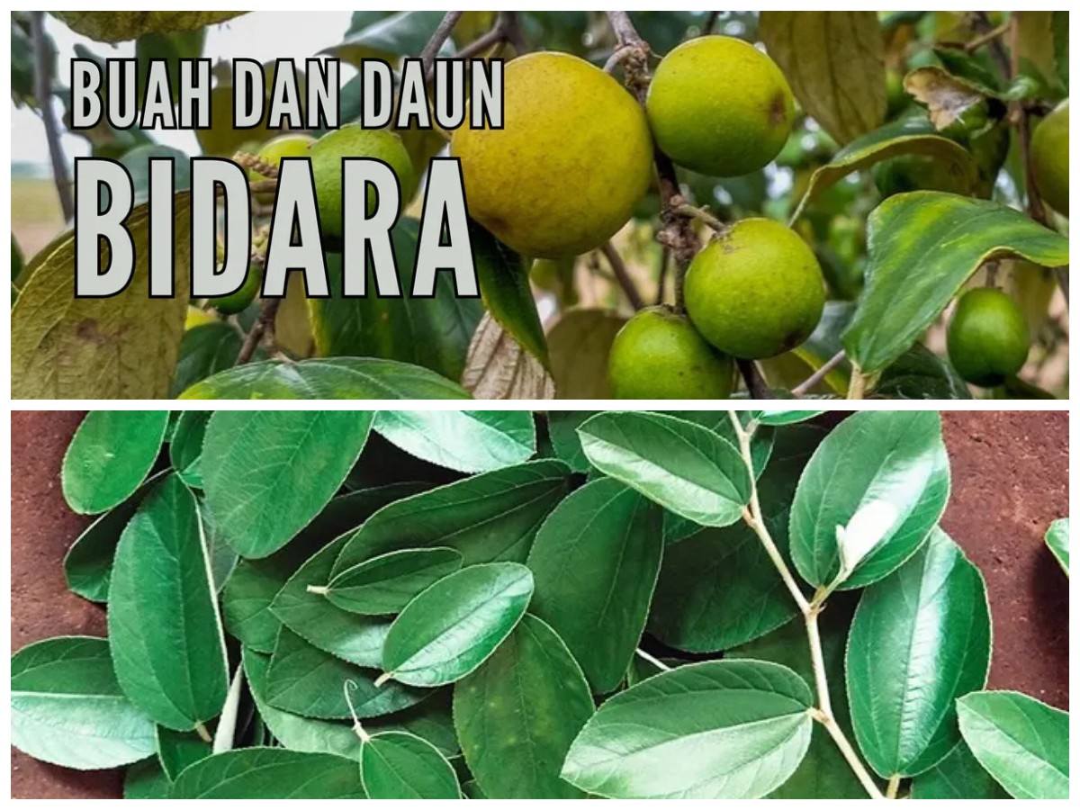 Ungkap Khasiat Tersembunyi Daun Bidara: Rahasia Alami untuk Tubuh yang Lebih Sehat!