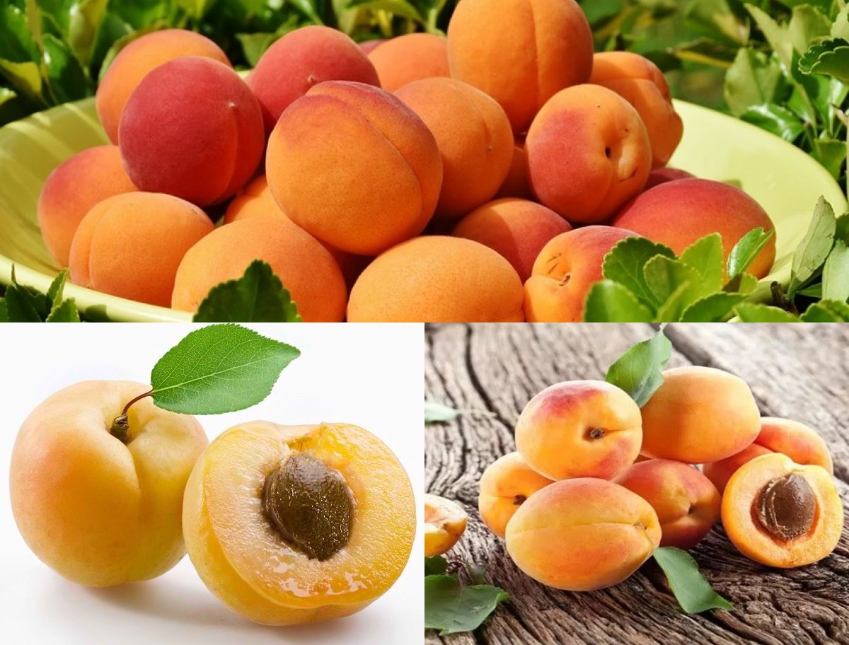Buah Aprikot Menyimpan Banyak Nutrisi yang Dapat Menjaga Kesehatan Sejumlah Organ Penting!