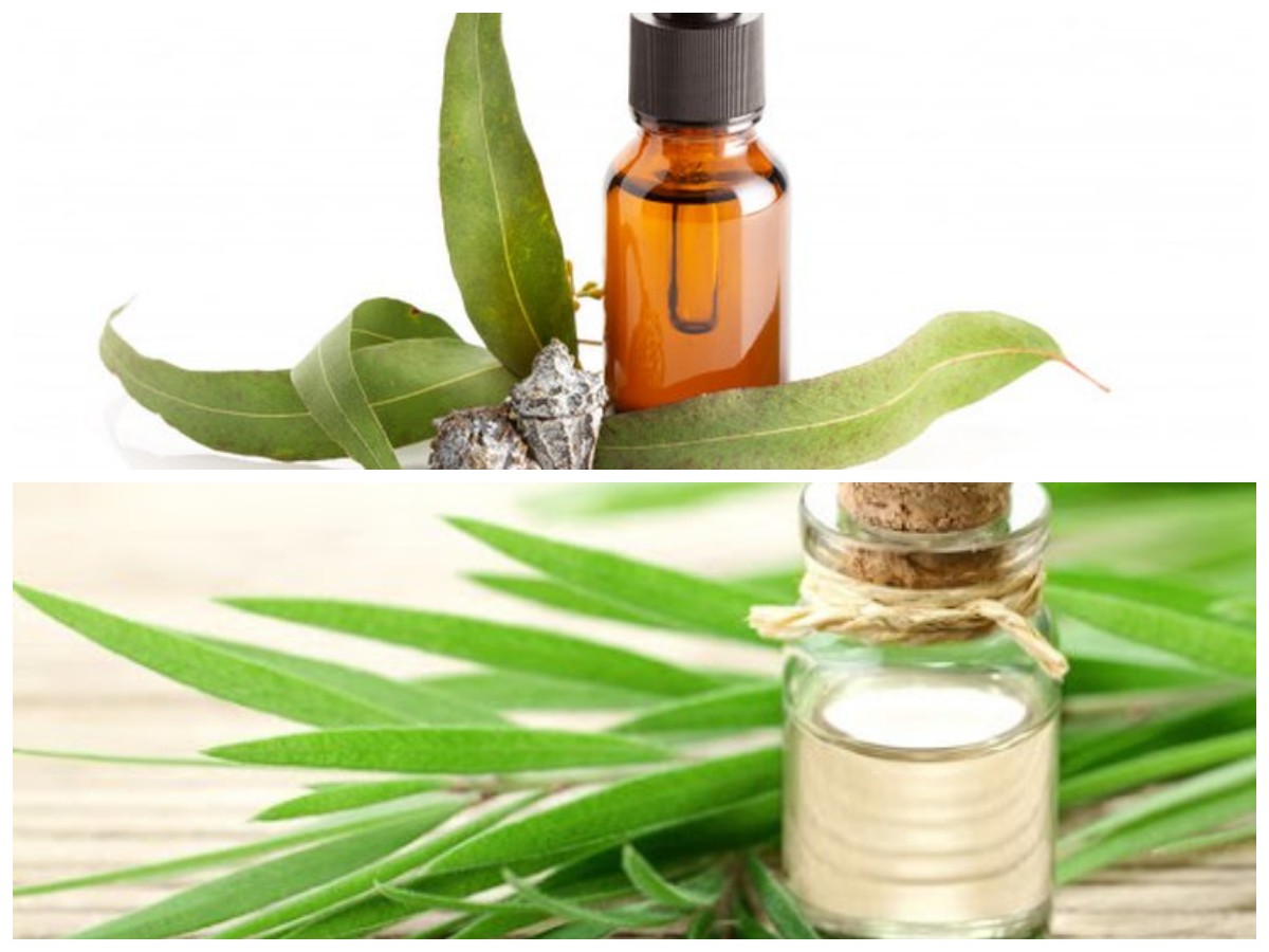 7 Khasiat Minyak Kayu Putih yang Jarang Diketahui, Bikin Tubuh Makin Sehat!