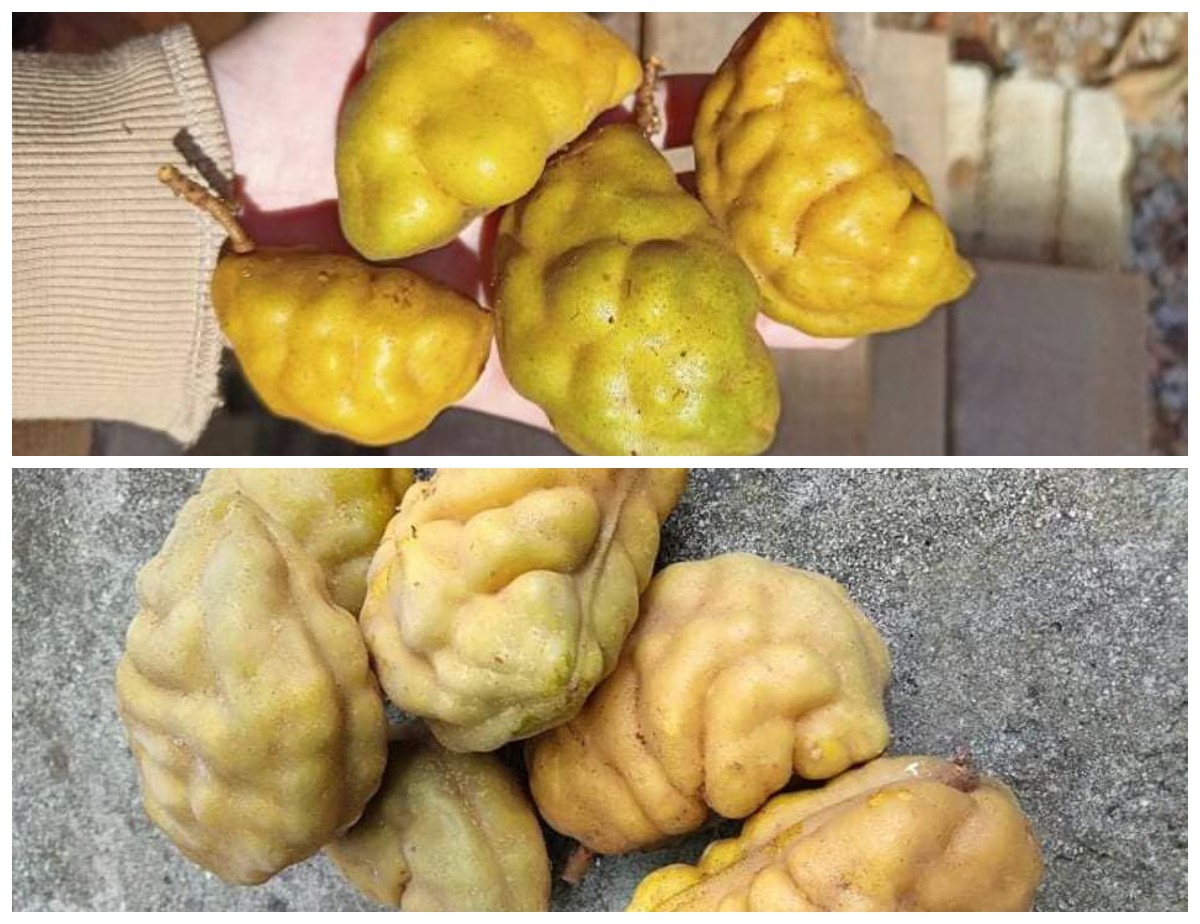 Manfaat Buah Namnam bagi Kesehatan Tubuh: Khasiat Lengkap dan Nutrisi yang Menyehatkan!