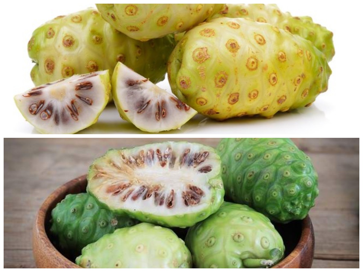 7 Khasiat Buah Pace (Mengkudu) untuk Kesehatan dan Waspadai Efek Sampingnya!