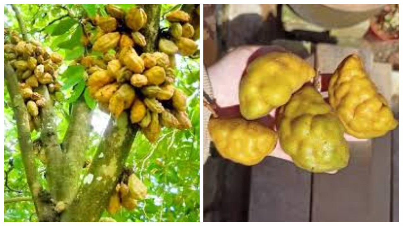 Buah Namnam: Isi Gizi dan Kegunaannya bagi Kesehatan