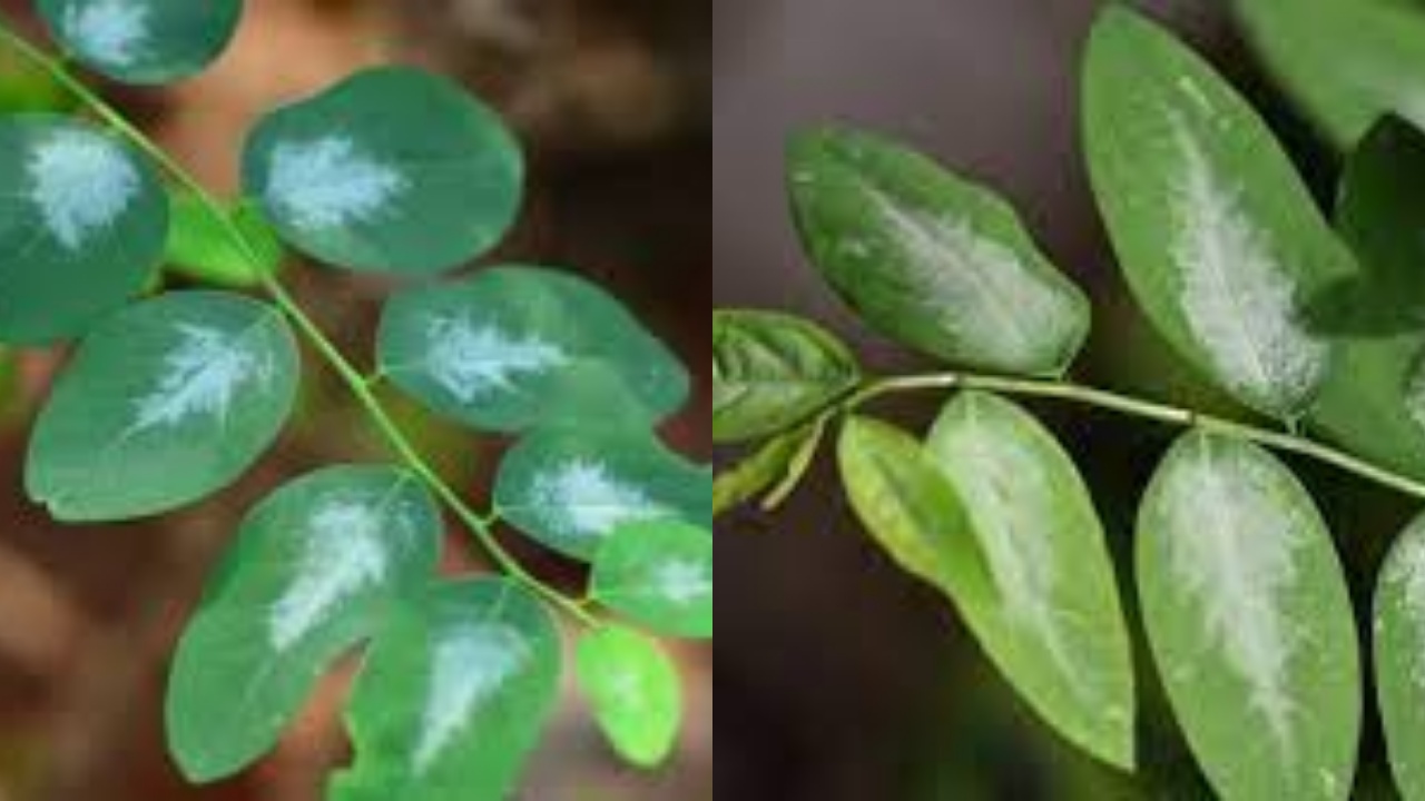 Inilah Kandungan Nutrisi Dan Manfaat Daun Katuk Untuk Kesehatan!