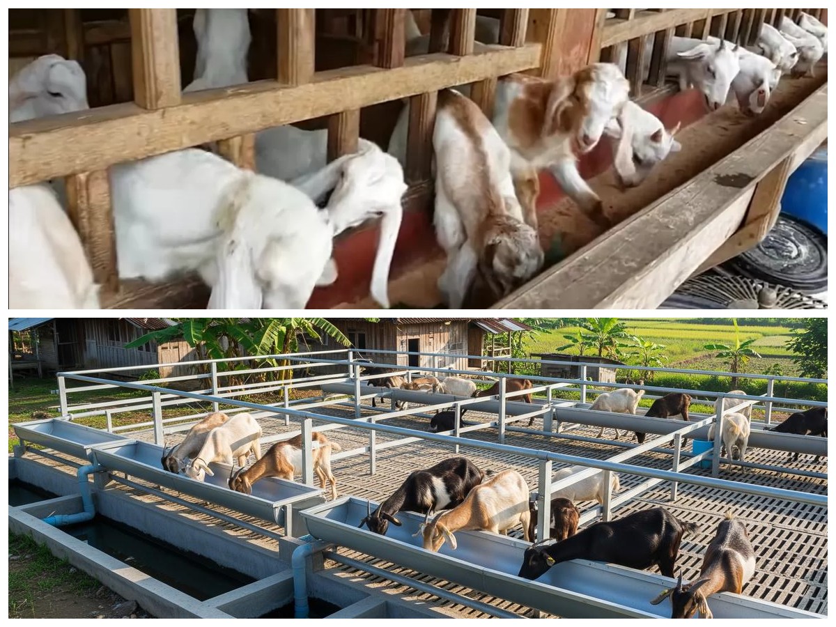 Anti Ribet! Cara Sukses Ternak Kambing di Tengah Kesibukan Kerja Harian
