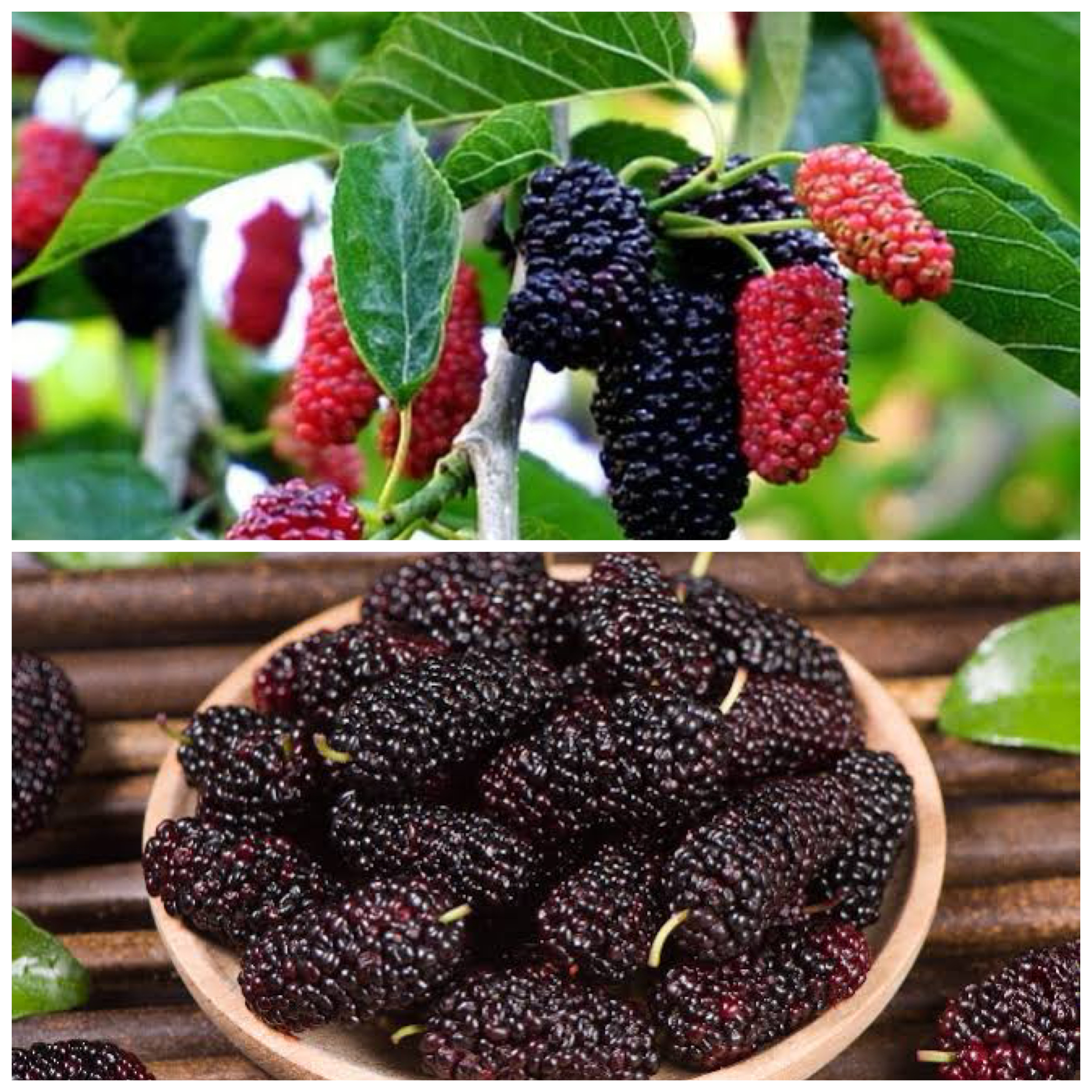 Berbagai Manfaat Mulberry buat Kesehatan Tubuh!