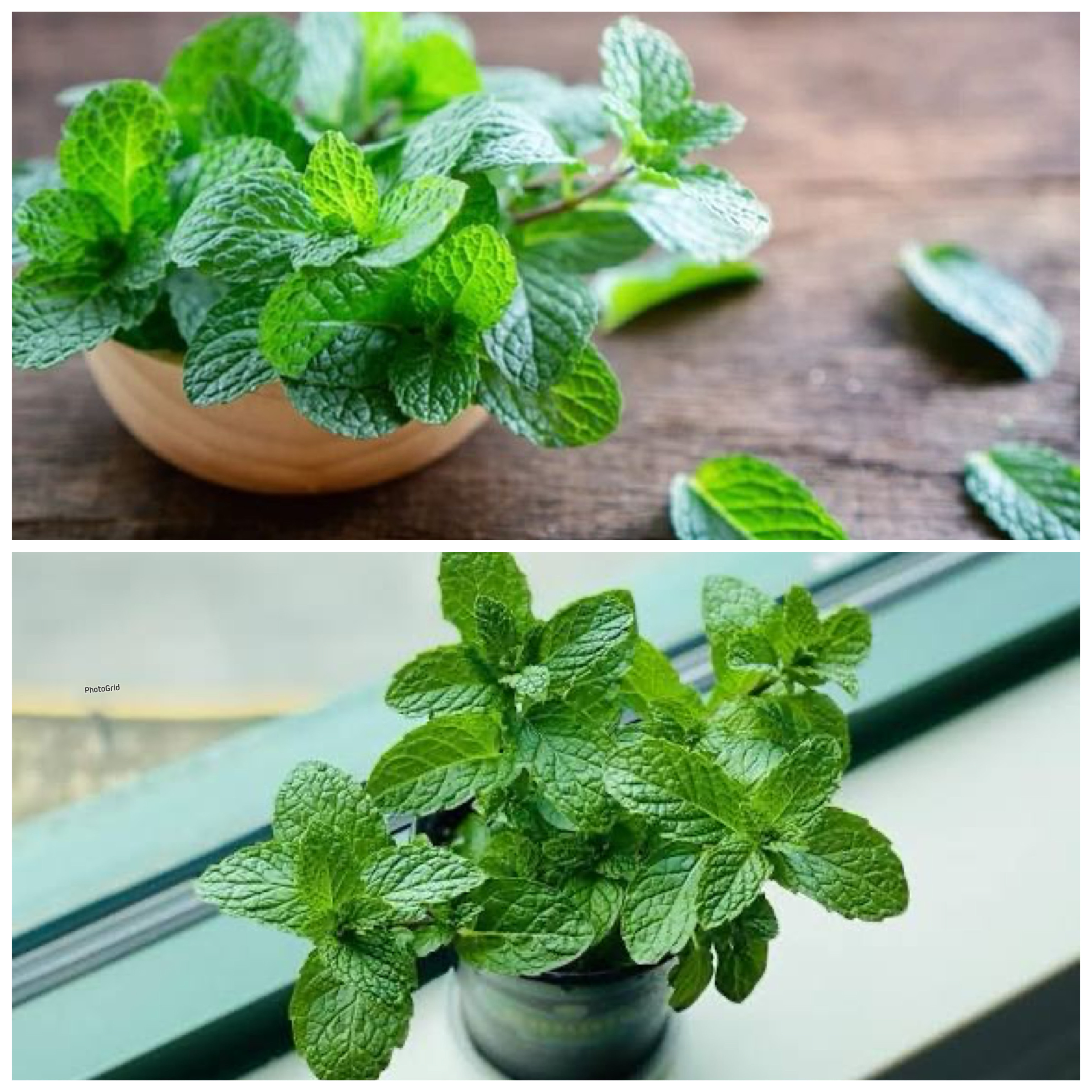 Segudang Manfaat Daun Mint bagi Kesehatan Tubuh yang Wajib Anda Tahu!