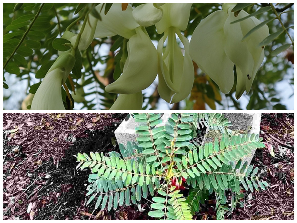 Rahasia Sehat Alami dari Daun Turi: Nutrisi, Manfaat, dan Cara Konsumsinya