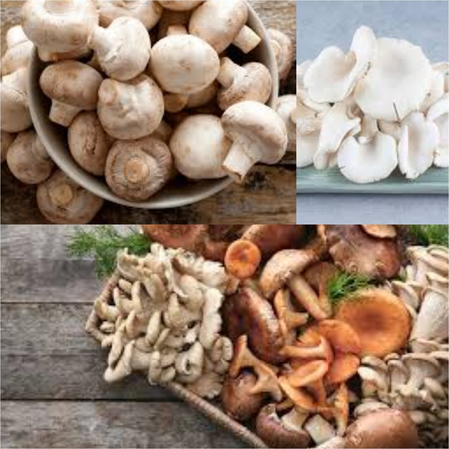 Ketahui Manfaat Jamur Bagi Kesehatan Serta Efek Sampingnya!