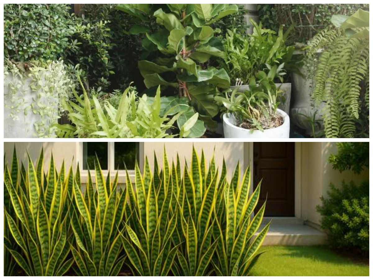 Tanaman Hias Outdoor Tahan Panas, Cocok Percantik Halaman Tanpa Perawatan Rumit