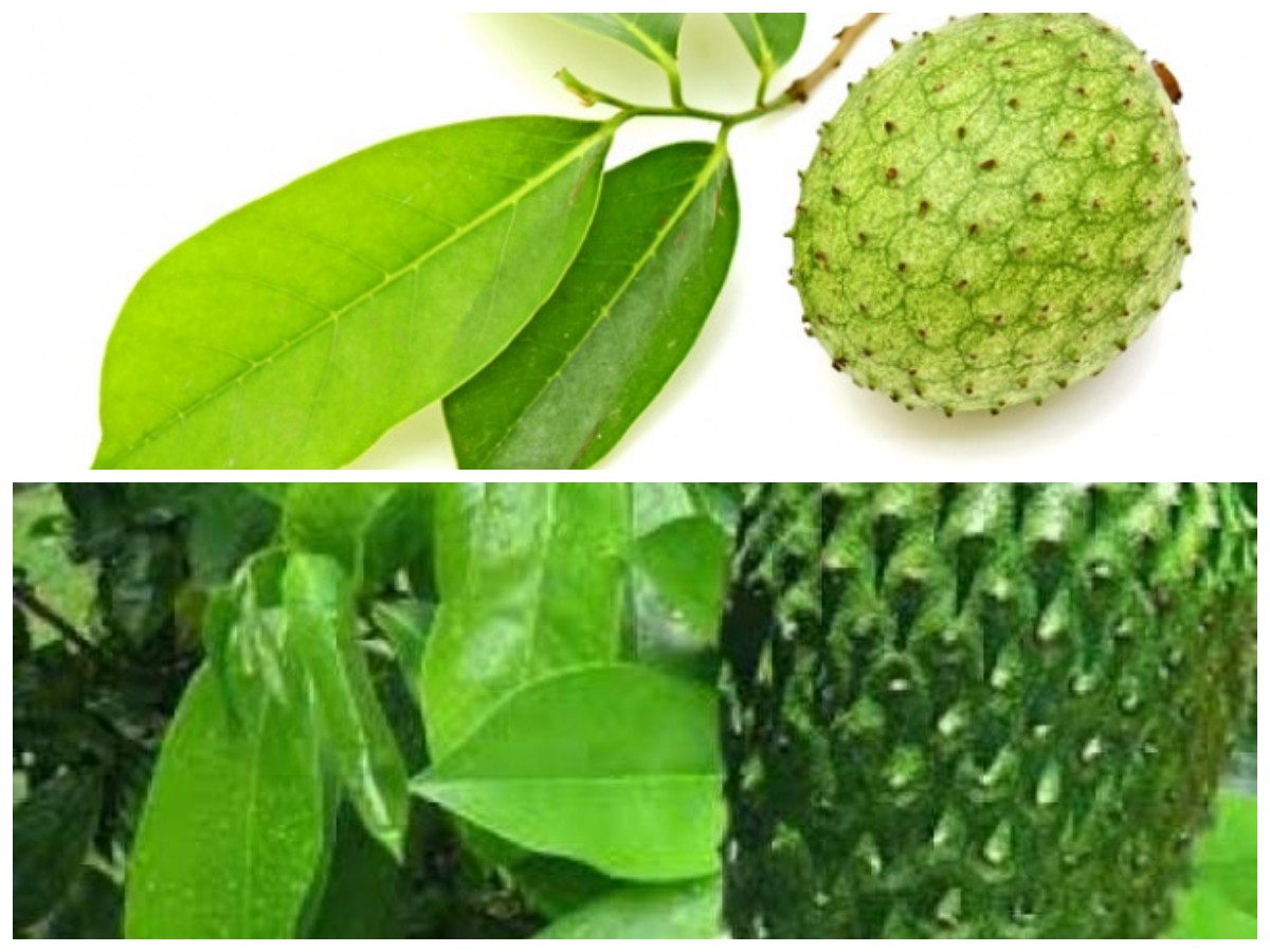 Rahasia Daun Sirsak: Khasiat Alaminya untuk Menjaga Kesehatan Tubuh