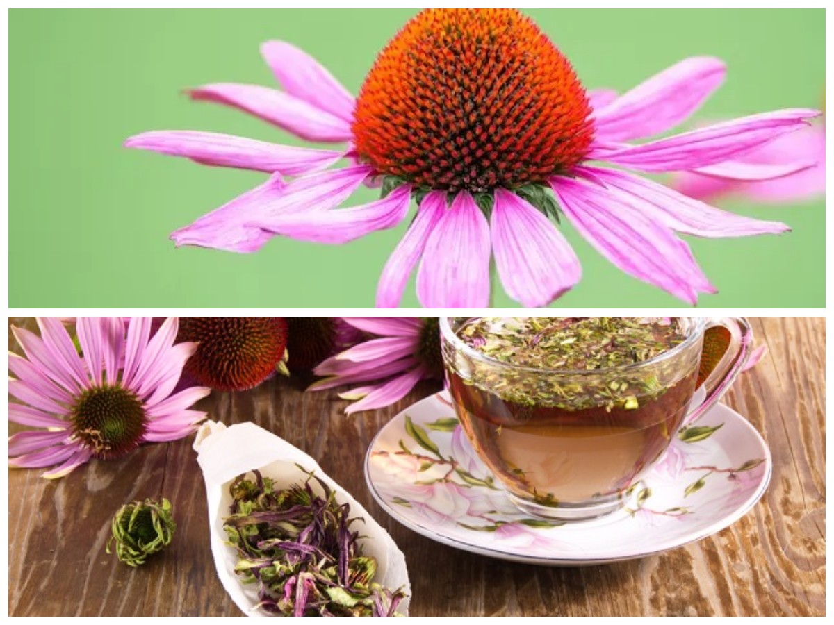 Khasiat Echinacea: 5 Manfaat Penting untuk Imunitas dan Kesehatan Tubuh