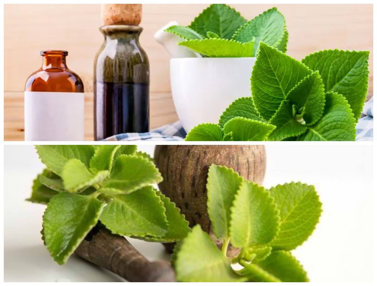 Manfaat Daun Bangun-Bangun bagi Kesehatan Tubuh: Rahasia Herbal Tradisional yang Kaya Nutrisi Dan Khasiat!